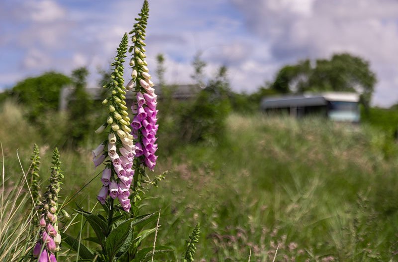 robbenjager-texel-natuur.jpg