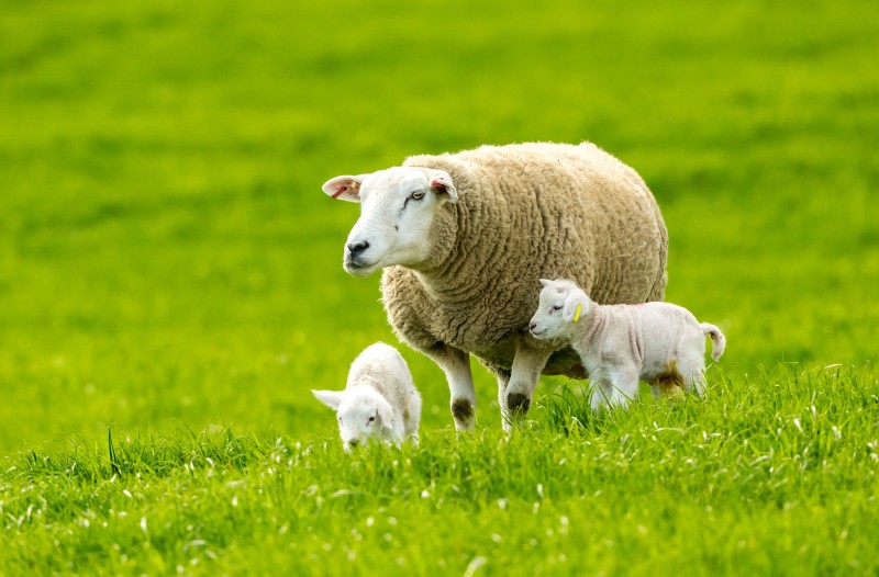 Dieren_01.jpg