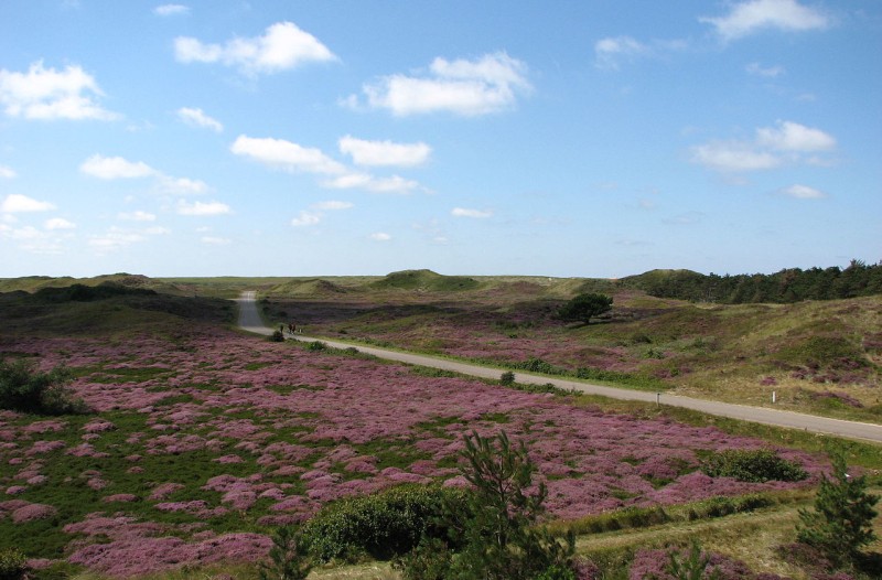 Dunes_on_Texel.jpg