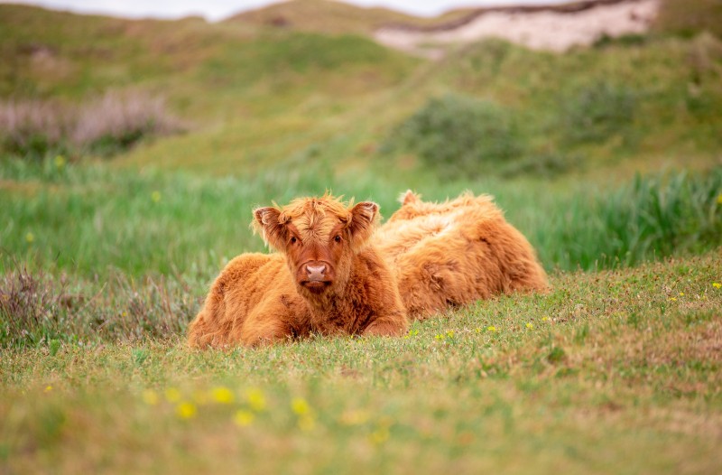Dieren_02.jpg