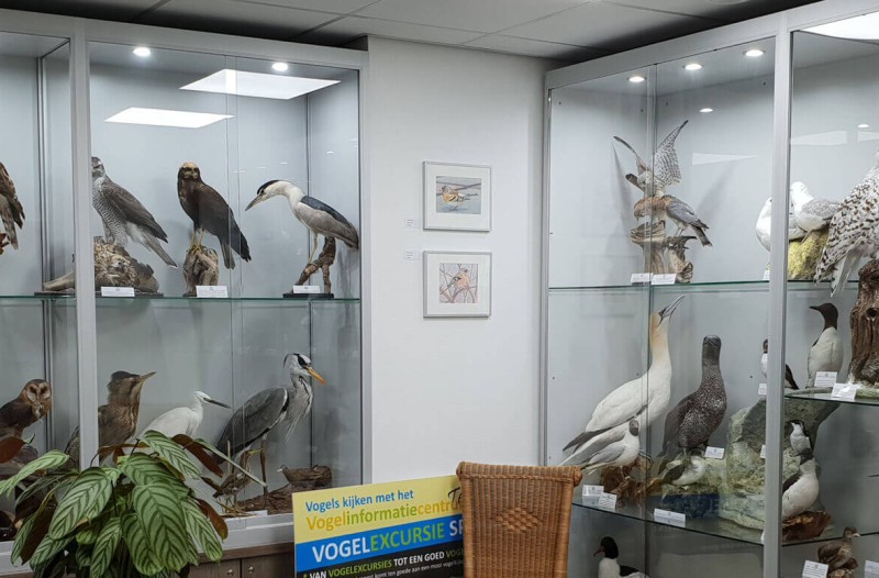vogelinformatiecentrum-texel.jpg