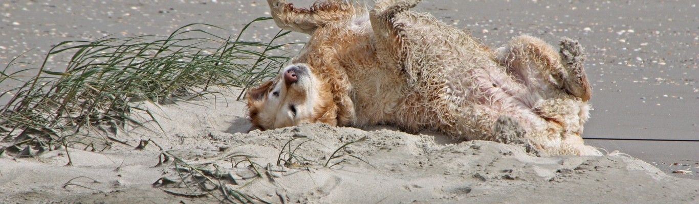 ondernemer parachute positie Last minute Texel met hond - Duinpark & Camping De Robbenjager